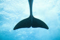 Dolphin Uplift