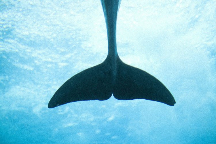 Dolphin Uplift